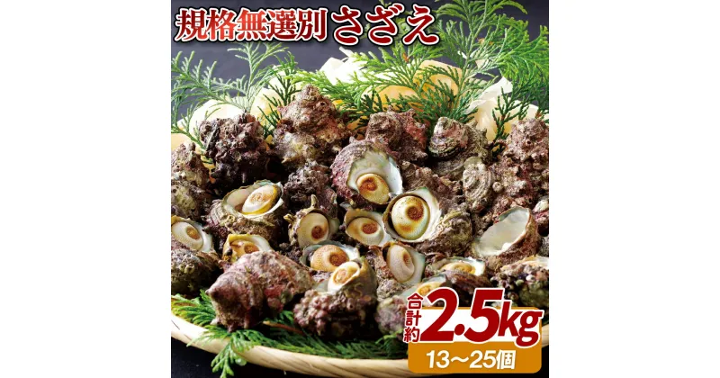 【ふるさと納税】さざえ 総計約2.5kg 大きさ いろいろ サザエ プレゼント ギフト 贈り物 贈答 贈答用 お中元 お歳暮 御中元 御歳暮