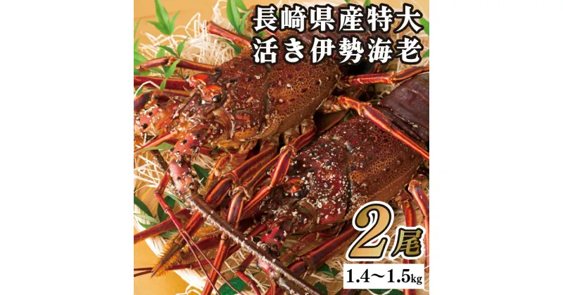 【ふるさと納税】長崎県産特大活き伊勢海老2尾セット