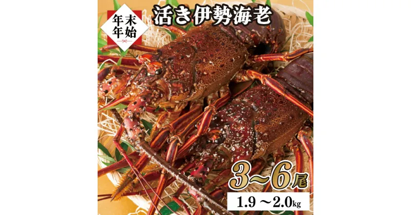 【ふるさと納税】長崎県産年末年始活き伊勢海老セット 海鮮 刺身 生食 味噌汁