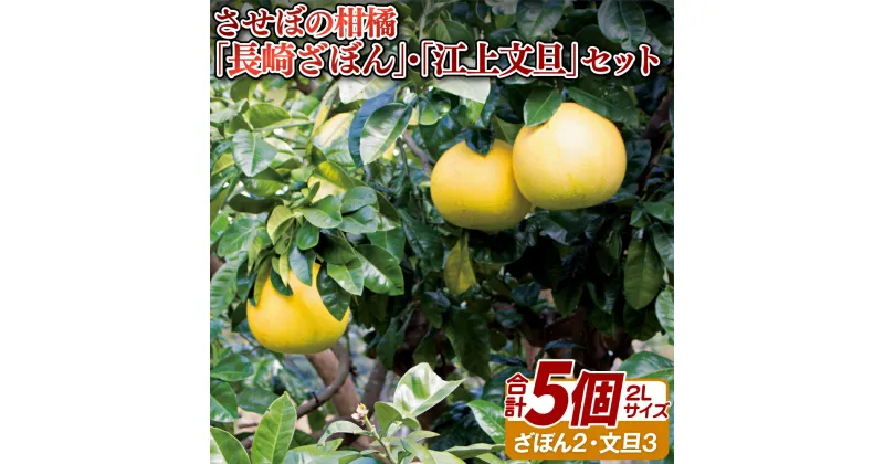 【ふるさと納税】させぼの柑橘「長崎ざぼん」・「江上文旦」セット