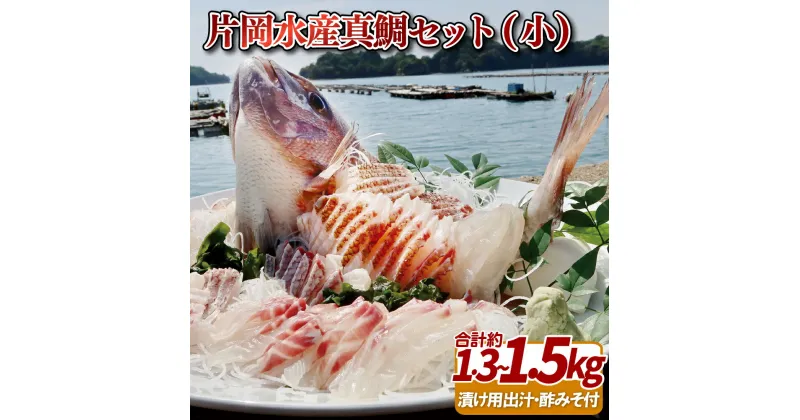 【ふるさと納税】片岡水産 真鯛 セット ( 小 ) 約2~3人前 養殖 鯛 九十九島 刺身 鍋 海鮮 プレゼント ギフト 贈り物 贈答 贈答用 お中元 お歳暮 御中元 御歳暮