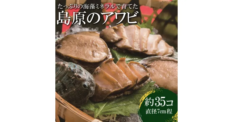 【ふるさと納税】島原のアワビ（約35個） 【漁協直送 大容量 あわび アワビ 冷蔵 有明海 長崎県 島原市】