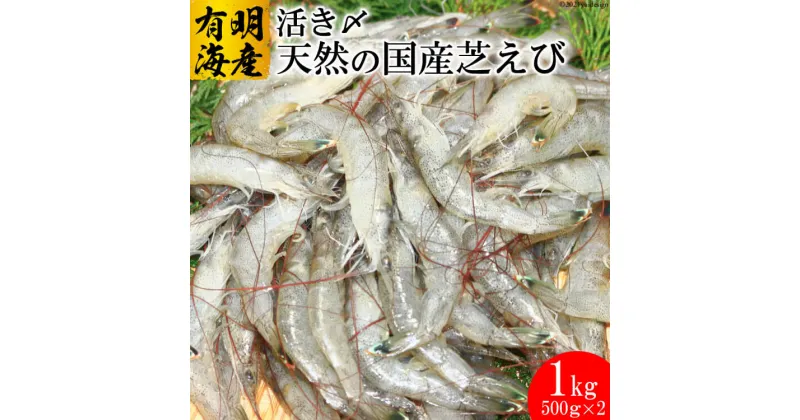 【ふるさと納税】BD190 有明海産 活き〆 天然小エビ 1kg（500g×2パック）【芝海老 シバエビ しばえび アカヒゲ 九州 長崎県 島原市 有明海産 生冷凍 刺身 くるまえび科 クルマエビ科 車エビ科 車海老科 送料無料 お取り寄せ おとりよせ】