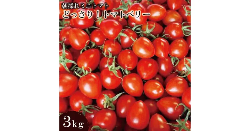 【ふるさと納税】BF016 朝採れミニトマト トマトベリー どっさり！3kg [トマト ミニトマト 3キロ 山口農園 長崎県 島原市]