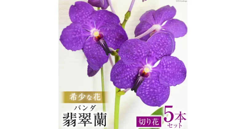 【ふるさと納税】希少な花　「華やかな恋」の予感　翡翠蘭（バンダ）　切り花5本セット