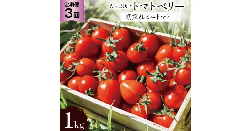 【ふるさと納税】AG140【3回定期便】朝採れミニトマト トマトベリー たっぷり！1kg [トマト ミニトマト 1キロ 定期便 山口農園 長崎県 島原市]