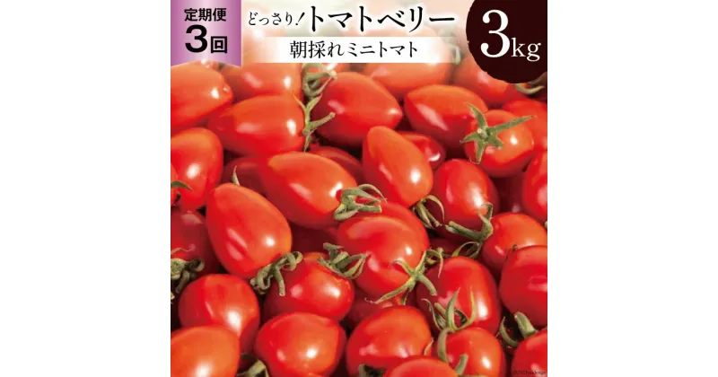 【ふるさと納税】BG141【3回定期便】朝採れミニトマト トマトベリー どっさり！3kg [トマト ミニトマト 3キロ 定期便 山口農園 長崎県 島原市]