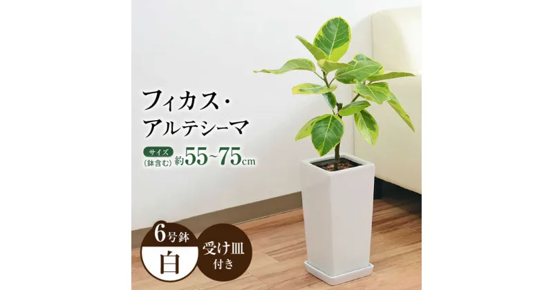 【ふるさと納税】観葉植物 フィカス・アルテシーマ (アルテシマゴム) 6号 スクエア 陶器鉢植え 【鉢色：白】/ 観葉 植物 インテリア おしゃれ プレゼント / 大村市 / 琴花園[ACYK002]