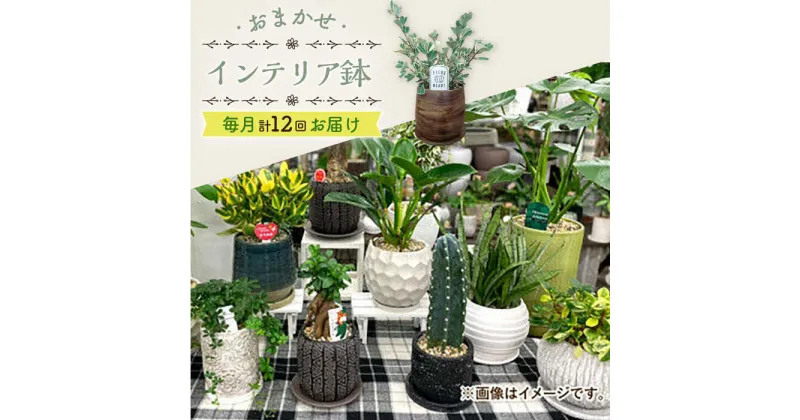 【ふるさと納税】【年12回定期便 】おまかせ そのまま飾れる インテリアグリーン 植物 観葉植物 インテリア 大村市 アトリウム琴花園[ACZZ010]