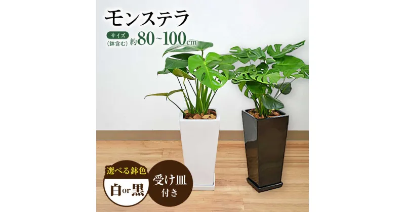 【ふるさと納税】観葉植物 モンステラ 8号サイズ ロングスクエア 陶器鉢植え 【えらべる鉢色：白 or 黒】 / 観葉 植物 インテリア おしゃれ プレゼント / 大村市 / 琴花園[ACYK004]