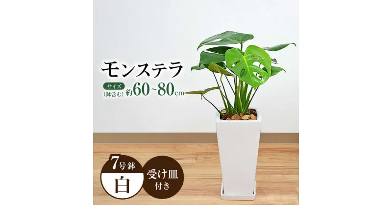 【ふるさと納税】観葉植物 モンステラ スクエア 陶器鉢植え 7号【鉢色：白】/ 観葉 植物 インテリア おしゃれ プレゼント / 大村市 / 琴花園[ACYK003]