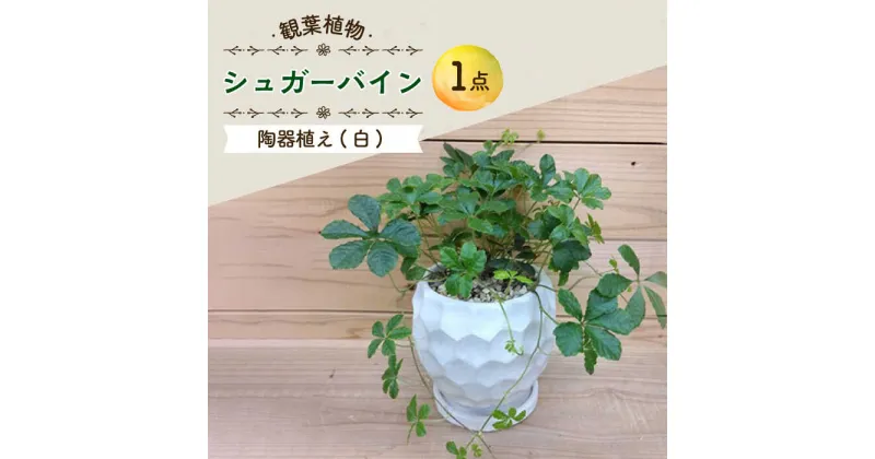 【ふるさと納税】【11月〜5月発送】シュガーバイン 陶器植え (白) / 陶器 観葉植物 鉢植え 植物 インテリア / 大村市 アトリウム琴花園[ACZZ011]