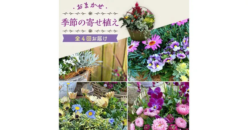 【ふるさと納税】【4回定期便】おまかせ 季節の 寄せ植え プランター / 観葉植物 鉢植え 植物 インテリア / 大村市 / アトリウム琴花園[ACZZ009]