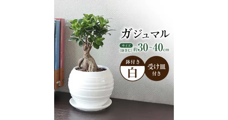 【ふるさと納税】観葉植物 ガジュマル 多幸の木 ボール形 陶器 鉢 （白） / 観葉 植物 インテリア おしゃれ プレゼント / 大村市 / 琴花園[ACYK008]