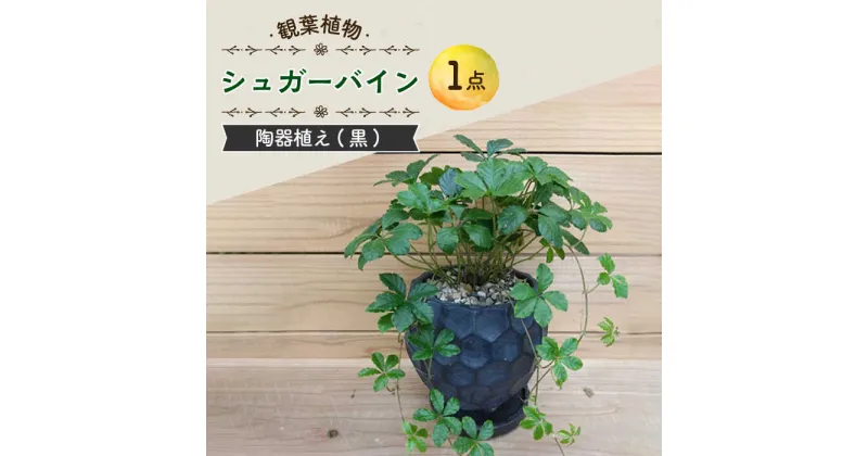 【ふるさと納税】【11月〜5月発送】シュガーバイン 陶器植え (黒) / 陶器 観葉植物 鉢植え 植物 インテリア / 大村市 / アトリウム琴花園[ACZZ012]