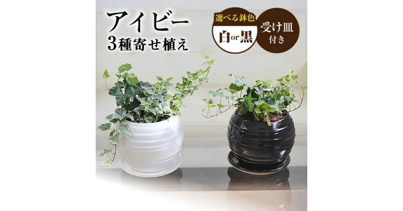 【ふるさと納税】観葉植物 アイビー ヘデラ 3種 寄せ植え ボール形 陶器 鉢植え （白／黒）インテリア ギフト / 観葉 植物 インテリア おしゃれ プレゼント / 大村市 / 琴花園[ACYK006]