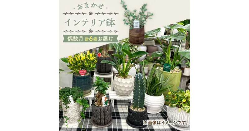 【ふるさと納税】【6回定期便】 おまかせ そのまま飾れる インテリアグリーン / 観葉植物 植物 インテリア / 大村市 アトリウム琴花園[ACZZ007]