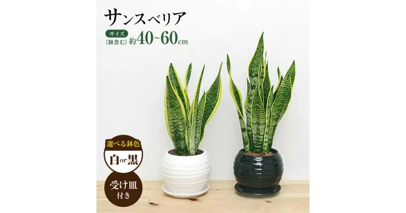 【ふるさと納税】観葉植物 サンスベリア ボール型 陶器鉢 【選べる鉢色：白 or 黒】 / 観葉 植物 インテリア おしゃれ プレゼント / 大村市 / 琴花園[ACYK016]