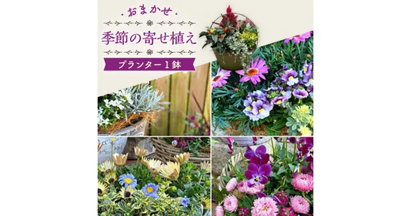 【ふるさと納税】おまかせ 季節の寄せ植え プランター 1鉢 / 観葉植物 鉢植え 植物 インテリア / 大村市 /アトリウム琴花園[ACZZ008]