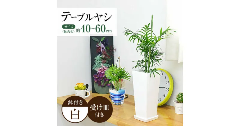 【ふるさと納税】観葉植物 テーブルヤシ スクエア 陶器鉢 受け皿付き / 観葉 植物 インテリア おしゃれ プレゼント / 大村市 / 琴花園[ACYK017]