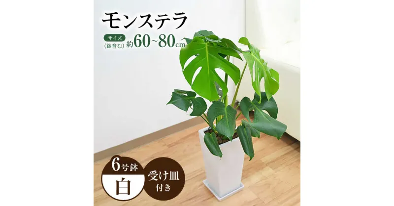 【ふるさと納税】観葉植物 モンステラ スクエア 陶器鉢植え 6号×1個 / 観葉 植物 インテリア おしゃれ プレゼント / 大村市 / 琴花園[ACYK001]