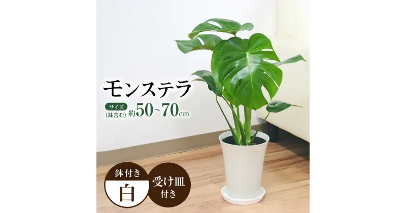 【ふるさと納税】観葉植物 モンステラ プラスチック鉢入り / 観葉 植物 インテリア おしゃれ プレゼント / 大村市 / 琴花園[ACYK011]