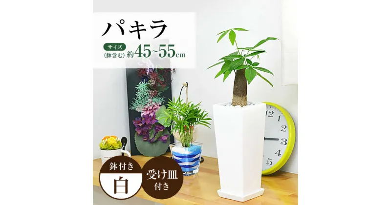 【ふるさと納税】観葉植物 パキラ 陶器鉢植え インテリア 陶器鉢 卓上 角型 / 観葉 植物 インテリア おしゃれ プレゼント / 大村市 / 琴花園[ACYK022]