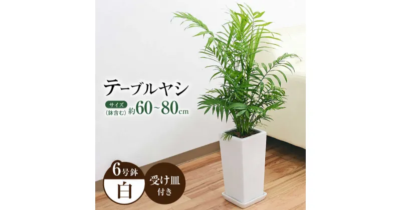 【ふるさと納税】観葉植物 テーブルヤシ チャメドレア 陶器鉢 6号 白 / 観葉 植物 インテリア おしゃれ プレゼント / 大村市 / 琴花園[ACYK023]