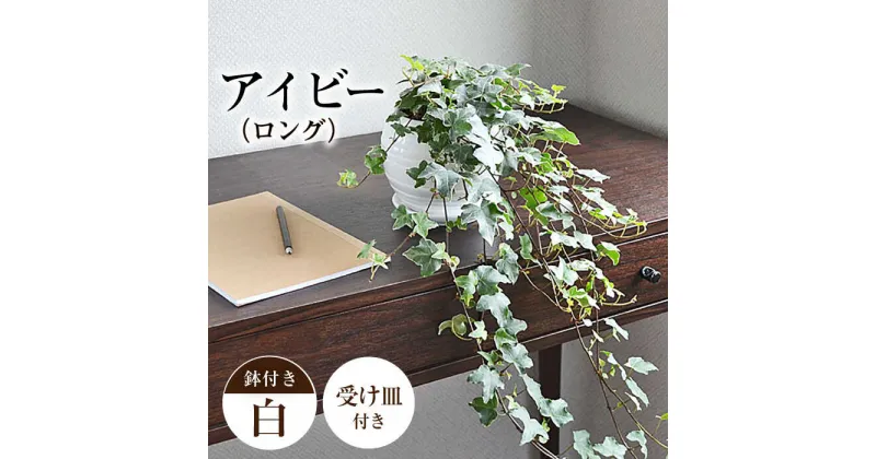 【ふるさと納税】観葉植物 アイビー (ヘデラ) ロングボール形 陶器 鉢植え 大村市 琴花園[ACYK024]