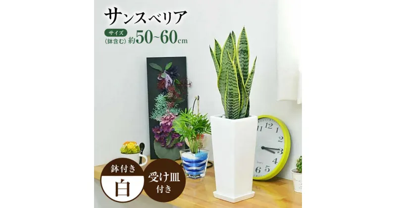 【ふるさと納税】観葉植物 サンスベリア 陶器鉢植え 植物 インテリア 角型 / 観葉 植物 インテリア おしゃれ プレゼント / 大村市 / 琴花園[ACYK020]