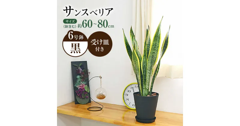 【ふるさと納税】観葉植物 サンスベリア 6号 セラート鉢植え / 室内観葉植物 / 室内観葉植物 インテリア セラート おしゃれ 鉢植え/ 大村市 / 琴花園 [ACYK021]