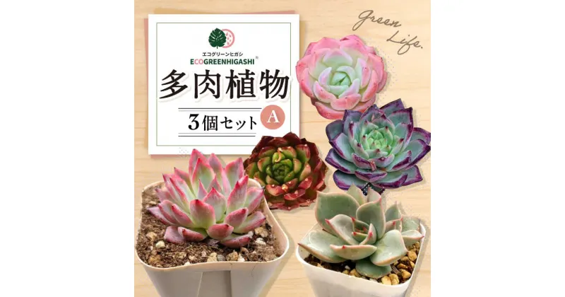 【ふるさと納税】オリジナル鉢付き！かわいい売れ筋多肉植物お届けセットA / 観葉植物 多肉 多肉植物 インテリア / エコグリーンヒガシ / 大村市 [ACAL004]