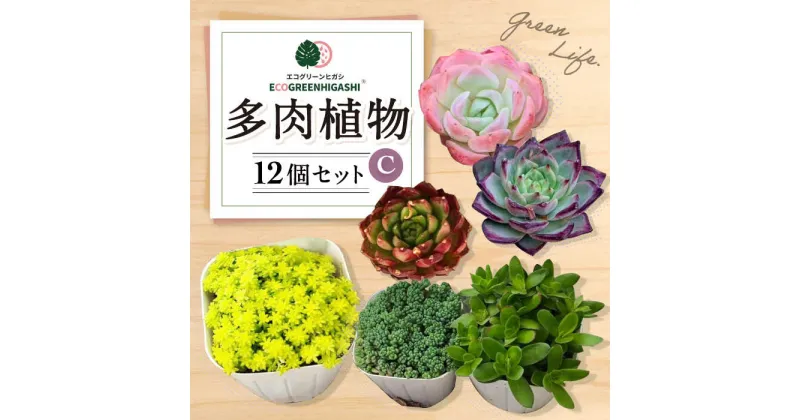 【ふるさと納税】オリジナル鉢付き！かわいい売れ筋多肉植物お届けセットC / 観葉植物 多肉 多肉植物 インテリア / エコグリーンヒガシ / 大村市[ACAL006]