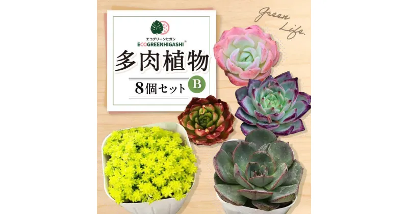 【ふるさと納税】オリジナル鉢付き！かわいい売れ筋多肉植物お届けセットB / 観葉植物 多肉 多肉植物 インテリア / エコグリーンヒガシ / 大村市[ACAL005]