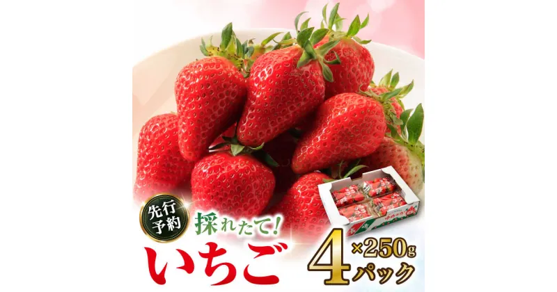 【ふるさと納税】【2025年1月中旬より順次発送予定】いちご 1箱 (約250g×4P) 約1kg / いちご 苺 イチゴ フルーツ ふるーつ 果物 くだもの 先行予約/ 大村市 / おおむら夢ファームシュシュ[ACAA107]