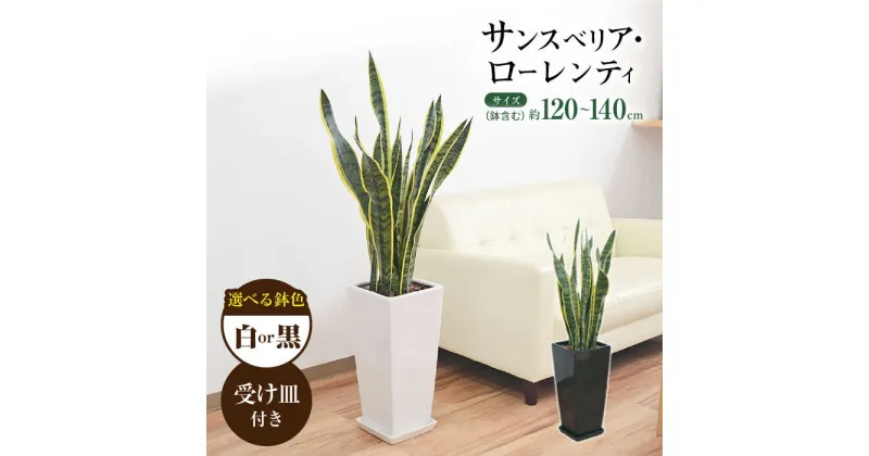 【ふるさと納税】観葉植物 サンスベリア・ローレンティ ロングスクエア 陶器鉢植え（白/黒） BIGサイズ インテリア / 観葉 植物 インテリア おしゃれ プレゼント / 大村市 / 琴花園[ACYK014]