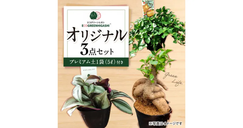 【ふるさと納税】オリジナル3点セット （ミニ 観葉植物 2種・ 生産者が使うプレミアムな 土） / 観葉 植物 インテリア おしゃれ / エコグリーンヒガシ / 大村市[ACAL002]