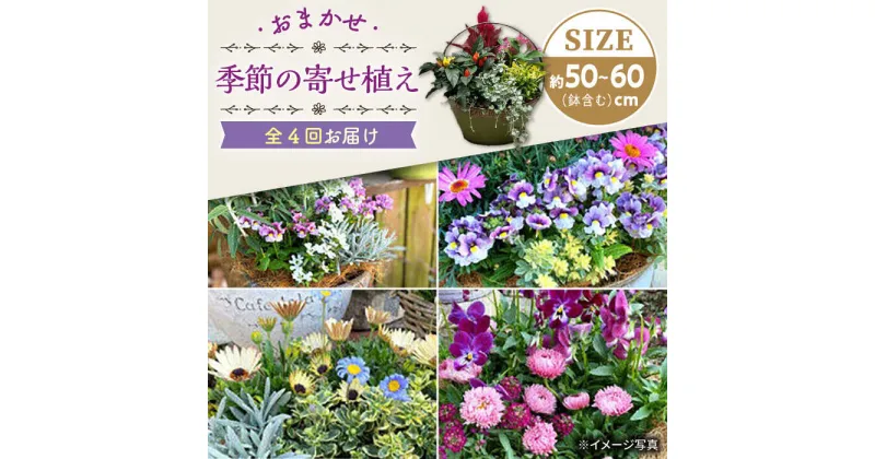 【ふるさと納税】【4回定期便】おまかせ 季節の寄せ植え プランター / ドライフラワー ナチュラル かご アレンジ 花 インテリア / 大村市 アトリウム琴花園[ACZZ006]