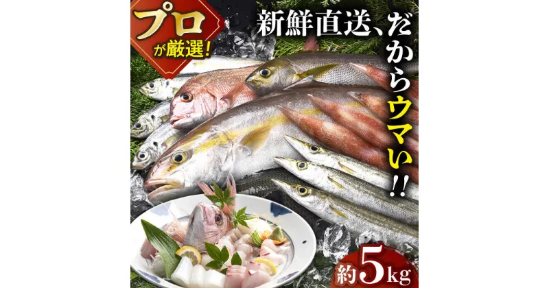 【ふるさと納税】【漁師から直送】旬の 朝獲れ 鮮魚 約5kg 平戸市 / 綾香水産 [KAC016] 真鯛 カワハギ アラカブ イカ アジ イサキ タチウオ カツオ サバ メジナ ヒラメ