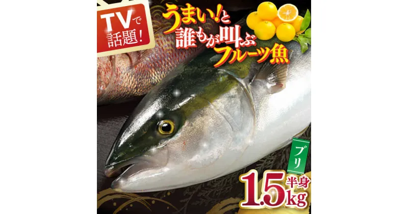 【ふるさと納税】ブリ（半身） 平戸なつ香 約1.5kg【坂野水産】 [KAA004]　鮮魚 夏香 なつ香 ブリ 長崎県 平戸 長崎 平戸市 刺身 まるごと 一本