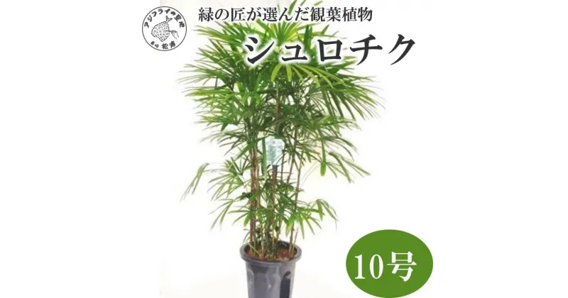 【ふるさと納税】緑の匠が選んだ観葉植物 素敵な空間づくりに シュロチク 10号【E7-003】 シュロチク 観葉植物 インテリア 植物 新築祝い 贈り物 開店祝い 引っ越し祝い 送料無料 お歳暮