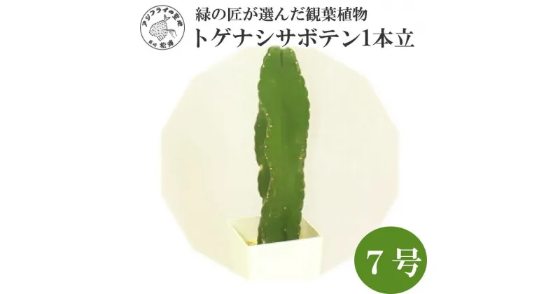 【ふるさと納税】緑の匠が選んだ観葉植物 素敵な空間づくりに トゲナシサボテン 1本立 7号【B8-019】 トゲナシサボテン 観葉植物 インテリア 植物 新築祝い 贈り物 開店祝い 引っ越し祝い 送料無料 お歳暮