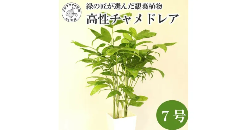 【ふるさと納税】緑の匠が選んだ観葉植物 素敵な空間づくりに 高性チャメドレア 7号【B8-020】 チャメドレア 観葉植物 インテリア 植物 新築祝い 贈り物 開店祝い 引っ越し祝い 送料無料 お歳暮