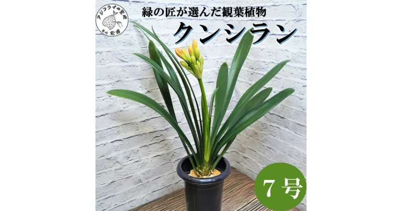 【ふるさと納税】緑の匠が選んだ観葉植物 素敵な空間づくりに クンシラン 7号【C0-059】クンシラン 観葉植物 インテリア 植物 新築祝い 贈り物 開店祝い 引っ越し祝い 送料無料 お歳暮