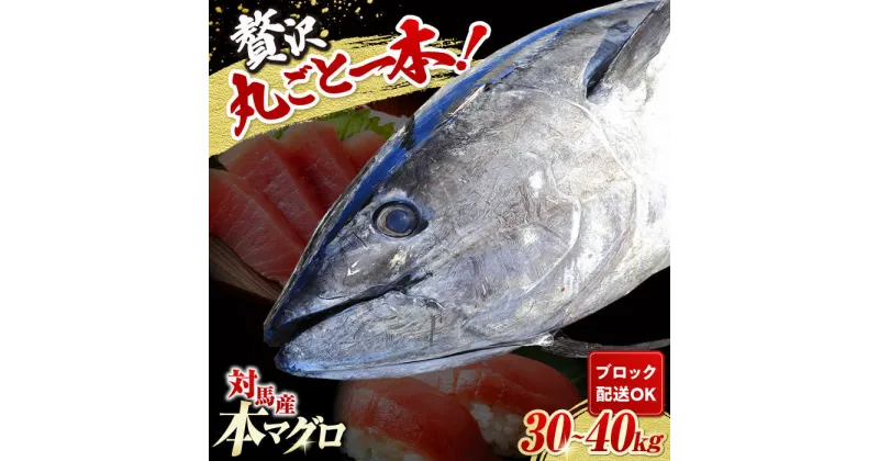 【ふるさと納税】対馬産 養殖 本マグロ 1尾（30~40kg）《対馬市》【対海】 冷凍 新鮮 ブロック 1本 お祝い パーティ 景品 贈り物 鮪 トロ 50万[WAH005] 547000 547000円