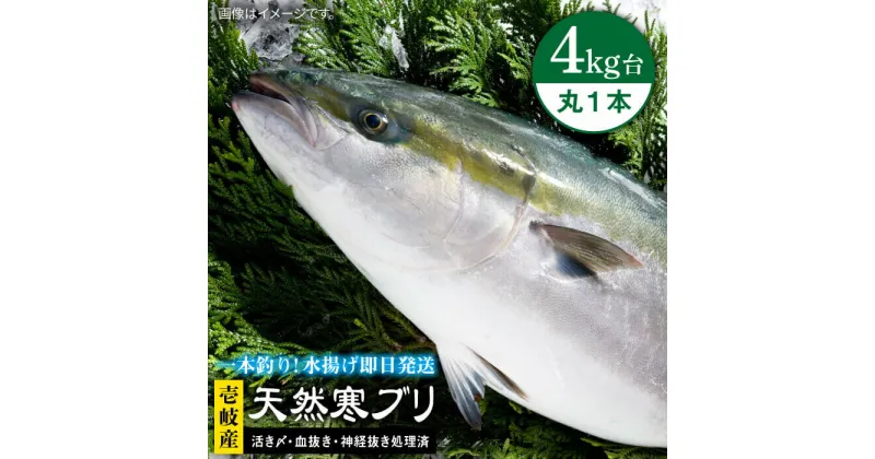 【ふるさと納税】壱岐島産天然寒ブリ（4キロ台・丸もの） 《壱岐市》【壱岐島　玄海屋】[JBS002] ぶり 寒ぶり ブリ 魚 刺身 しゃぶしゃぶ 39000 39000円 のし プレゼント ギフト 冷蔵配送