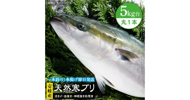 【ふるさと納税】壱岐島産 天然寒ブリ（5キロ台・丸もの） 《壱岐市》【壱岐島　玄海屋】[JBS003] ぶり 寒ぶり ブリ 魚 刺身 しゃぶしゃぶ ぶりしゃぶ 天然 処理済 5kg 丸もの 48000 48000円 冷蔵配送