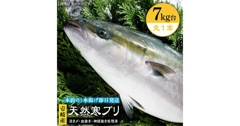 【ふるさと納税】壱岐島産天然寒ブリ（7キロ台・丸もの） 《壱岐市》【壱岐島　玄海屋】[JBS004] ぶり 寒ぶり ブリ 魚 刺身 しゃぶしゃぶ 72000 72000円 のし プレゼント ギフト 冷蔵配送