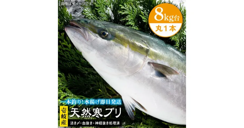 【ふるさと納税】壱岐島産天然寒ブリ（8キロ台・丸もの） 《壱岐市》【壱岐島　玄海屋】[JBS005] ぶり 寒ぶり ブリ 魚 刺身 しゃぶしゃぶ 90000 90000円 のし プレゼント ギフト 冷蔵配送