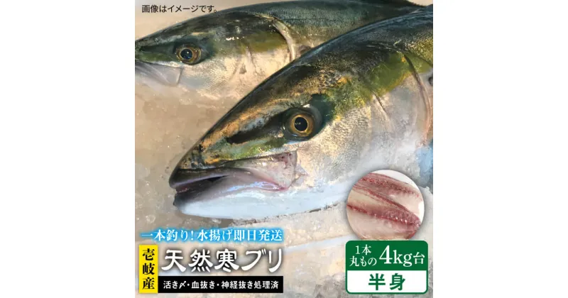 【ふるさと納税】【1 16〜3月末お届け】壱岐島産天然寒ブリ（一本丸ものサイズ4キロ台の半身ブロック） 《壱岐市》【壱岐島　玄海屋】[JBS006] ぶり 寒ぶり ブリ 魚 刺身 しゃぶしゃぶ 35000 35000円 のし プレゼント ギフト 冷蔵配送